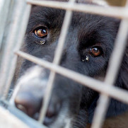 کمپین درخواست توقف کشتار سگ‌ها