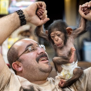 کمک به باران (بچه شامپانزه سه ساله) برای رفتن به یتیم خانه شامپانزه‌ها و بزرگ شدن همراه با همسالان و همنوعان خود