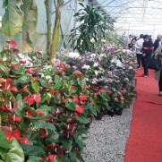 درخواست صدور مجوز بازگشایی واحدهای عرضه گل و گیاهان زینتی
