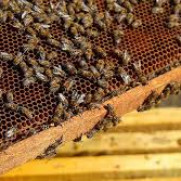 تقاضای رسیدگی به اوضاع نابسامان صنعت زنبورداری کشور