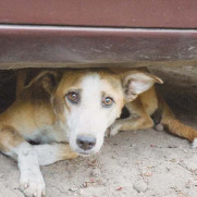 تقاضای منع کشتار سگ‌های بی‌پناه شهری