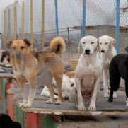 تقاضای انتقال اختیارات سایت‌های نگهداری از حیوانات بلاصاحب از شهرداری‌ها به تشکل‌های مردم نهاد
