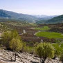 #جنگلهای_بلوط_کوهمره_سرخی