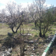 درخواست از شهرداری دورود برای کاشت درختان جدید به ‌جای درختان زمین‌های فروخته شده محوطه ترمینال که به زودی قطع می‌شوند