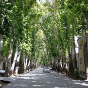 درخواست کاشت انبوه درختان در شهرها و باغشهرسازی