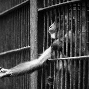 تقاضای تعطیلی تمامی باغ وحش‌های کشور و انتقال حیوانات آن‌ها به یک پارک وحش استاندارد