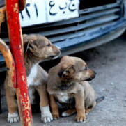 درخواست مجازات عاملین کشتار سگ‌های بی‌سرپرست نطنز