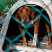 درخواست حمایت از طرح عقیم‌سازی سگ‌های بی پناه گنبد کاووس