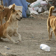 اعتراض به سگ‌کشی بی‌رحمانه توسط شهرداری تبریز