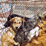 درخواست تدوین و تصویب قانون حمایت از حیوانات بدسرپرست و بی‎سرپرست