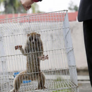 تقاضای جلوگیری از خرید و فروش اینترنتی حیوانات در پلتفرم‌های دیوار و شیپور