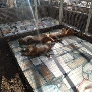 درخواست بسته شدن باغ وحش اردوگاه فاطمه زهرا زاهدان