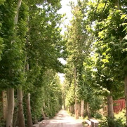 مطالبه جلوگیری از ادامه روند خشکاندان باغ‌های شیراز