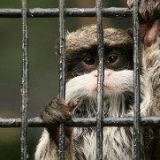 درخواست جلوگیری از فروش حیوانات توسط دستفروش‌ها