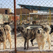 درخواست بررسی اوضاع نابسامان پناهگاه سگ‌های کهریزک