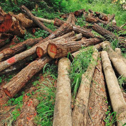 درخواست حمایت از کارآفرینان تولید مبل بدون نیاز به چوب