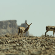 درخواست لغو مجوز عبور آزادراه کنارگذر شرق اصفهان از محدودۀ پارک‌ملی کلاه‌قاضی