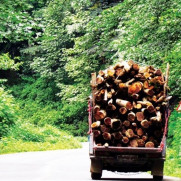 درخواست جلوگیری از قطع درختان و قاچاق چوب در روستای سنو در استان خراسان رضوی