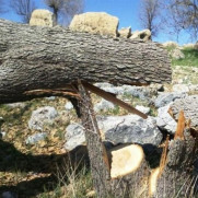 درخواست جلوگیری از قطع درختان و قاچاق چوپ در روستای بن زرد علیا استان کهگیلویه و بویراحمد