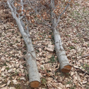 درخواست جلوگیری از قطع درختان بلوط بخش بازفت