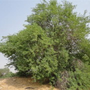 درخواست ریشه‌کن کردن درختان کهور در خوزستان