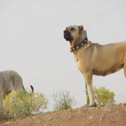 درخواست جلوگیری از صادرات سگ‌های بومی ایران به کشورهای خارجی