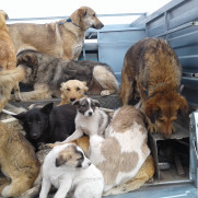 درخواست حمایت از حقوق سگ‌های بی‌سرپرست شهرستان فردیس