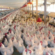 درخواست آزادسازی تجارت نهاده‌های دام و طیور از انحصار چند نفر و کمک به مرغداران در تأمین آن