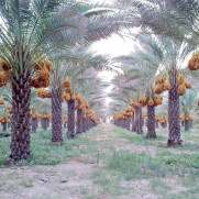 درخواست جلو گیری از حفر چاه عمیق و نیمه‌عمیق در بالادست روستاهای سیاه‌جنگل و تیرآباد