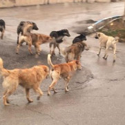 درخواست تسریع در جمع‌آوری سگ‌های ولگرد شهر اهواز