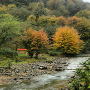 درخواست حفظ جنگل‌های منطقه لیل از توابع  شهرستان لنگرود