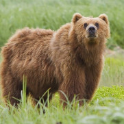 درخواست رسیدگی فوری و مجازات قاطعانه برای قاتل و حیوان‌آزار خرس اردبیل