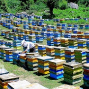 درخواست رسیدگی به  سمپاشی‌های غیراصولی و کشتار زنبوران عسل