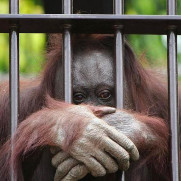 درخواست رسیدگی به باغ وحش‌های سراسر کشور و وضعیت بد نگهداری از حیوانات