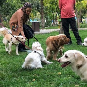 درخواست توقف طرح ممنوعیت گردش سگ‌های خانگی