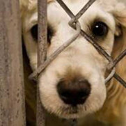 درخواست تصویب قانون مجازات سنگین برای حیوان‌آزاری
