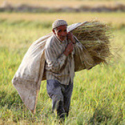 درخواست کاهش سن بازنشستگی بیمه‌شدگان روستایی و عشایر