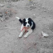 درخواست مجازات عاملین کشتار بی‌رحمانه سگ‌های روستای جونقان چهارمحال و بختیاری