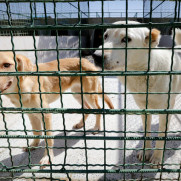 درخواست تصویب مجازات سنگین برای سگ‌گردانی در شهر