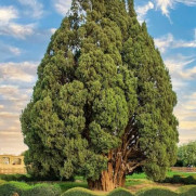 درخواست از شهرداری‌ها برای بیمه کردن درختان شهری