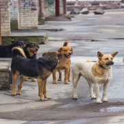 درخواست تصویب قانون بازدارنده غذارسانی به سگ‌های بلاصاحب
