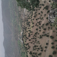 درخواست رسیدگی به وضعیت درختان بلوط زاگرس