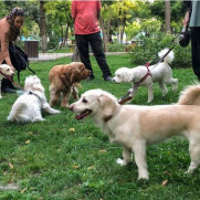 درخواست لغو ممنوعیت سگ گردانی در مکان های عمومی