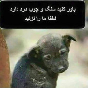 درخواست منع کشتار سگها