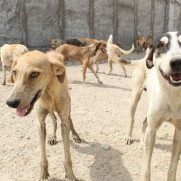 تقاضای رسیدگی و محاکمه عوامل کشتار سگ‌ها به خصوص در گندک دماوند