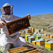 درخواست رسیدگی فوری به وضعیت بحرانی جامعه زنبورداران