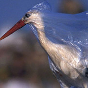 درخواست تصویب قانون ممنوعیت کیسه پلاستیکی یک‌بار مصرف