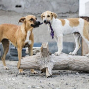 درخواست توقف کشتار سگ‌های فولادشهر