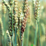 اعتراض به قیمت گندم و نبود قیمت تضمینی برای سایر محصولات کشاورزی