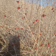 درخواست لغو مرتع موسوم به گاوزردی در حاشیه غربی شهر دبیران و افزایش حریم شهر دبیران